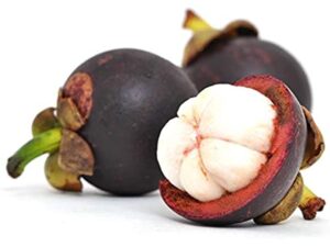Canned Mangosteen