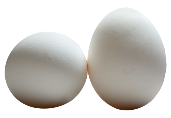 White Hen Eggs